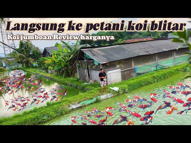 Review harga koi jumboan di petani koi blitar langsung