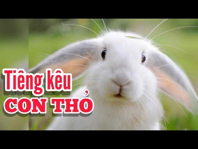 TIẾNG CON THỎ KÊU - Hình ảnh con Thỏ