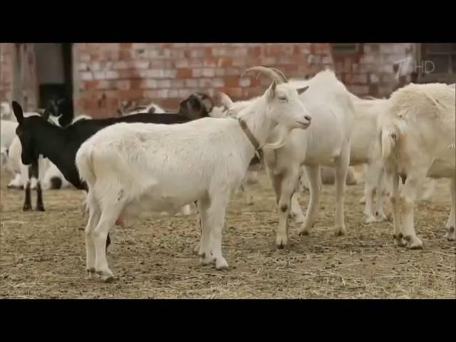 Документальный Фильм   Пищевые наркотики   жир 2015 год