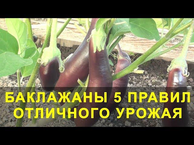 Баклажаны 5 Правил Отличного Урожая. Выращивание баклажан.