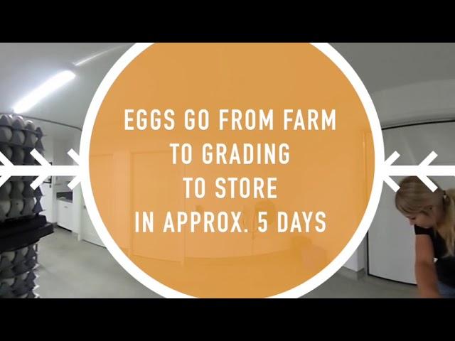 Farm Food 360 Tour - Egg