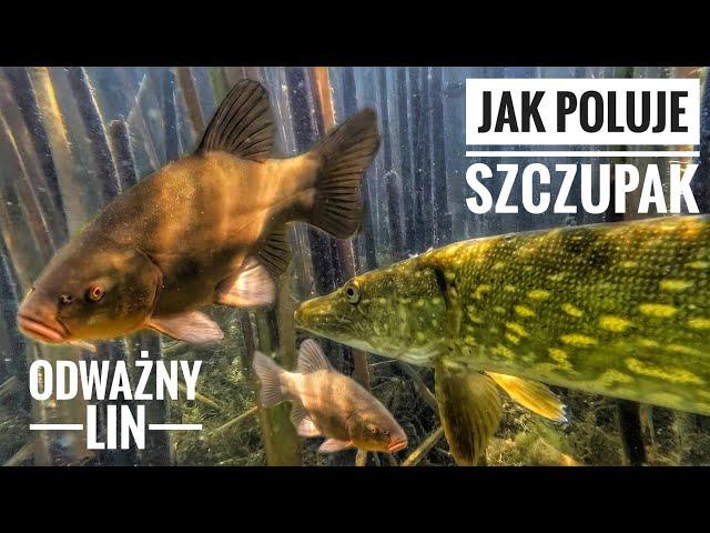 JAK POLUJE SZCZUPAK | ODWAŻNY LIN POD WODĄ | PODWODNY ŚWIAT RYBY | PIKE TENCH UNDERWATER