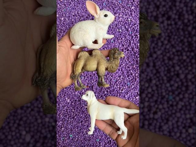 Rabbit, camel, dog
