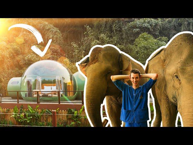 Sleeping with MASSIVE ELEPHANTS in the THAI RAINFOREST | 5* Luxury Jungle Bubble