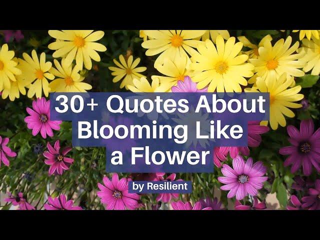 30+ Quotes About Blooming Like a Flower | Bloom Quotes