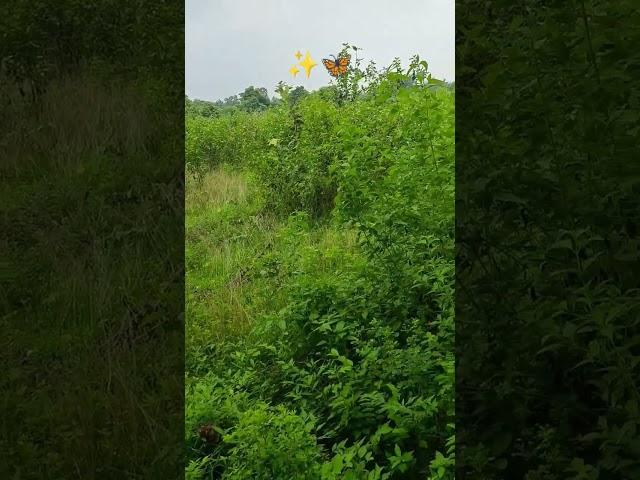 Greenery all around️ #plants#greenery#beautiful#plantlover#nature#hills#trendingsongs#odisha