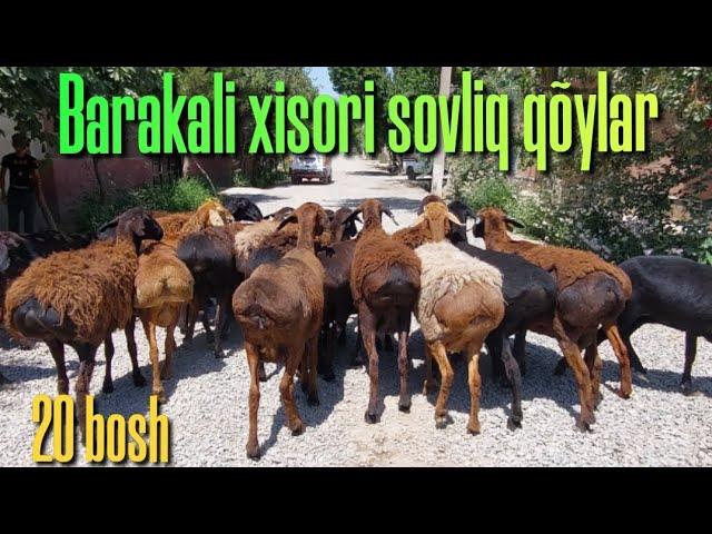 ️+99893.675.80.20 Xisori sovliq qõylar keldi. Elitib bearish bepul