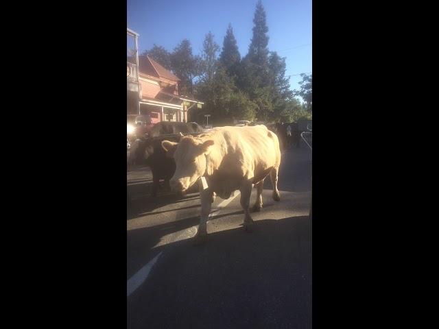 Cattle run North San Juan Ca.2018