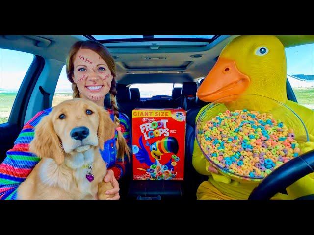 Rubber Ducky Surprises Chucky & Golden Retriever With Car ride Chase!