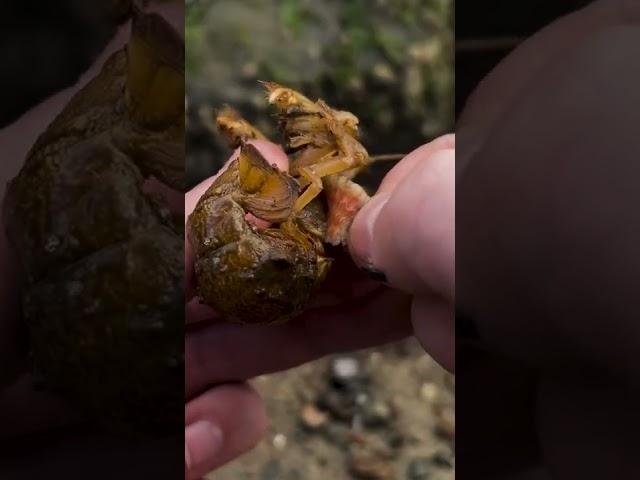 HUGE Parasite Removed From Pearl the Shrimp #shorts