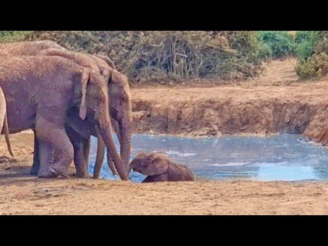 Entire Elephant Family Work Together to Save Baby Stuck in Mud