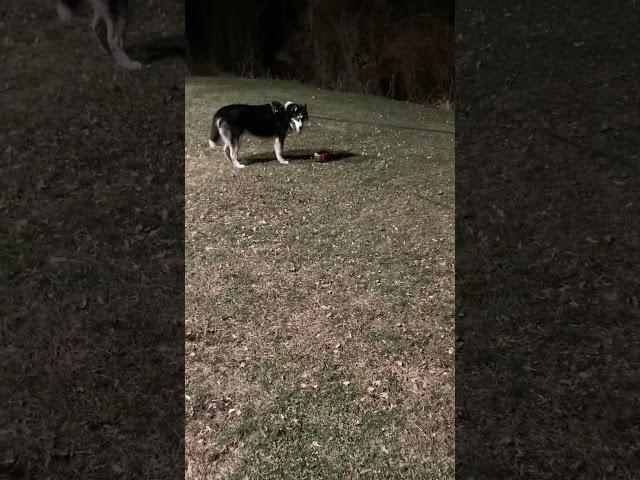 Soccer Allstar….Nope #husky #huskydog #soccer