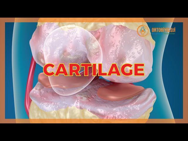 CARTILAGE DISEASES & TREATMENTS