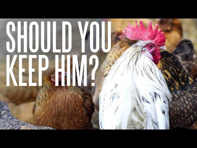 Should You Keep Extra Roosters?