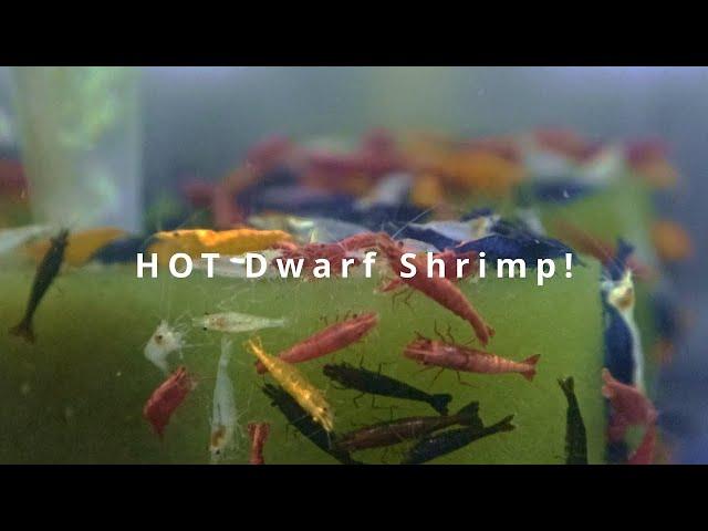 HOT Dwarf Shrimp Shipment