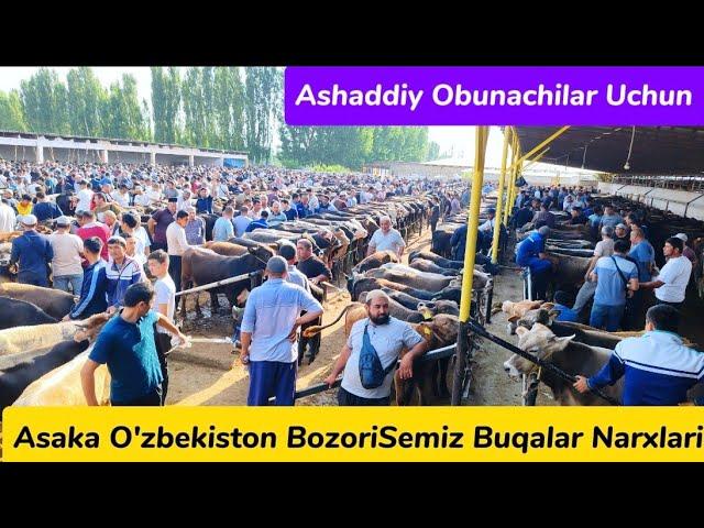 Asaka O'zbekiston Chorva Bozori Semiz Buqalar Narxlari