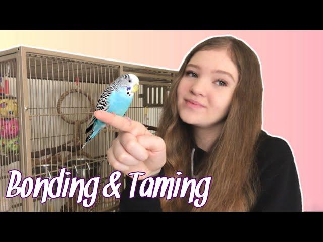 How to Bond With and Tame Your Parrot | Gaining the Trust of a New Bird