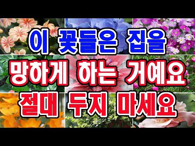 이 식물들은 집을 망하게 하는 흉한 식물입니다. 절대 집안에 두지 마세요.