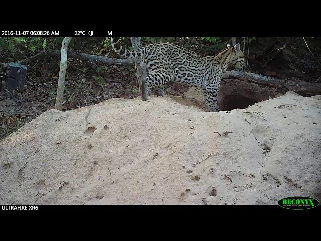 Ocelot Goes for an Afternoon Nap in Burrow