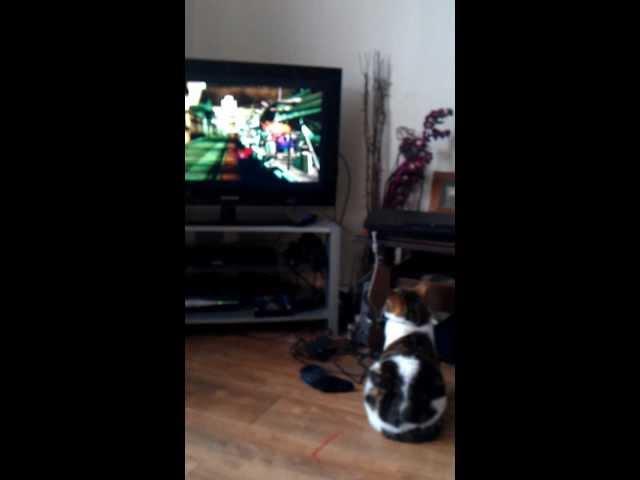 Cat follows Cloud