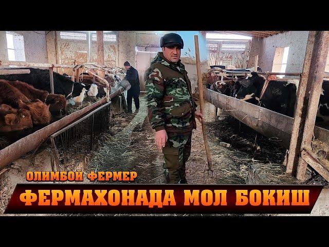 МАНА СИЗ КУТГАН ВИДЕО ФЕРМАХОНАДАН ИШОНЧЛИ МОЛЛАР ОЛИМБОЙ ФЕРМЕР