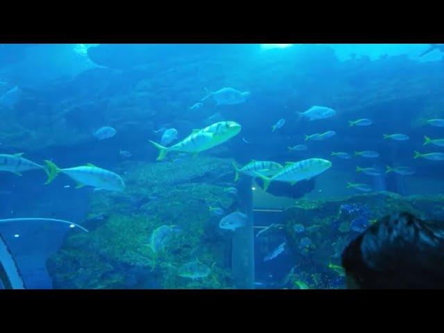 Relaxing & Exploring Dubai Mall Fish Aquarium Magnificent Scene #dubaiaquirium #feedingfish #spoton