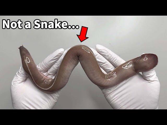 Strangest Animal!! | Slime Eel Dissection