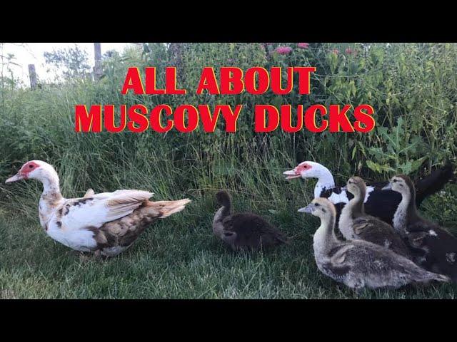 ALL ABOUT MUSCOVY DUCKS (and an INTRO TO MUSCOVY GENETICS)