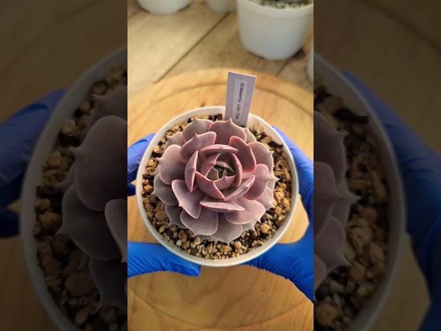 Echeveria Lola Pink#plantas #garden #jardin #flores #flowers #mexico #cactus #echeverias #suculentas