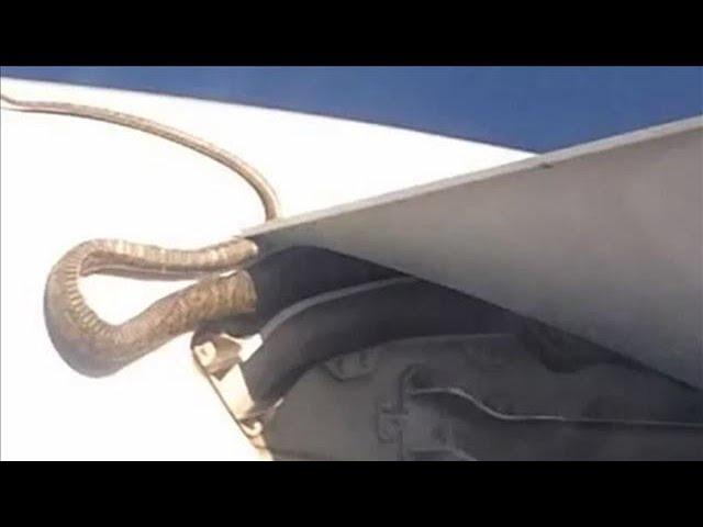 A 10-Foot Python Takes Flight