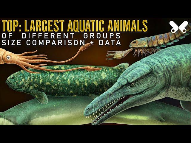 TOP Largest Aquatic Animals . Size comparison. The so called ¨Sea Monsters¨