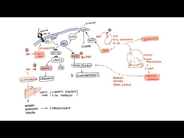 Berberine: Liver and Metabolic Health