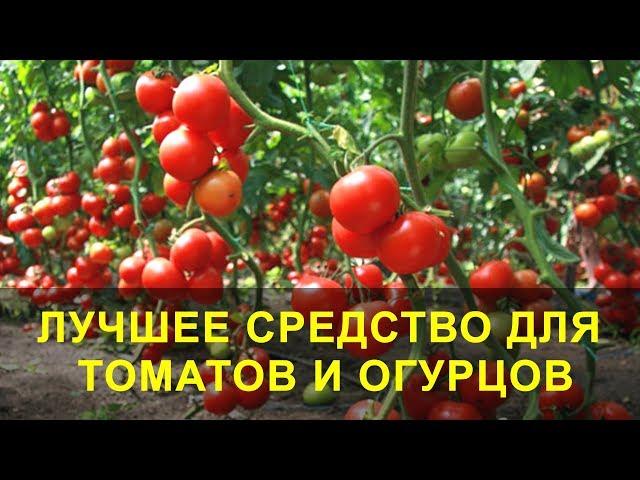 Лучшее Средство для Томатов и Огурцов, Подкормка и Защита.