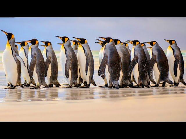 Incredible original nature video : Relaxing video about penguins with original sound of nature