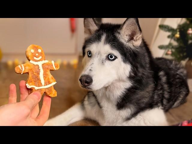 Puppy Joy And Cat Surprises For Christmas! Don't Miss Out on the CUTEST Husky Moments Ever!