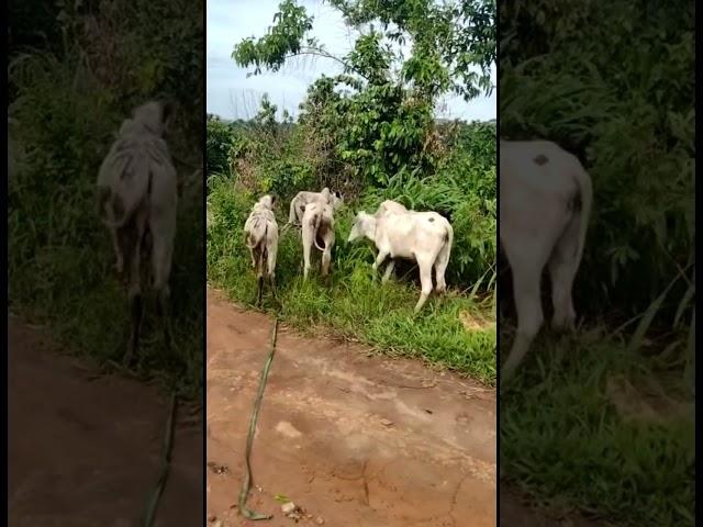5 Cows added to GGAG farm ranch today. #cow #viral #mixedfarming #abiastate #nigeria #africa