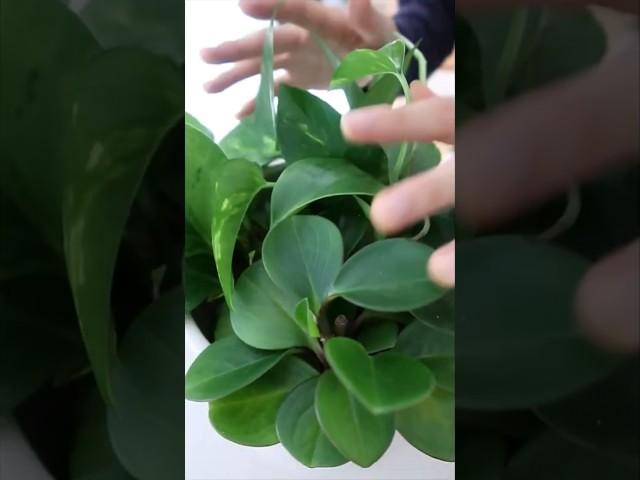 Grow Money Plants in Water #shorts #youtubeshorts #easy