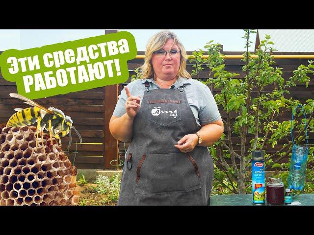 Как бороться с осами?Только эффективные средства!