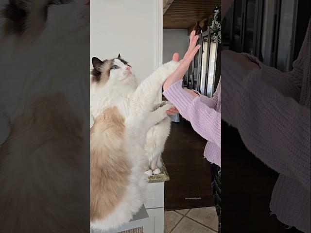 Dancing alternating high fives with Miss Tall  #cats