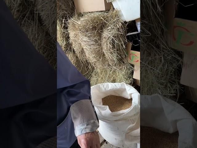 Покупки с бабушкой