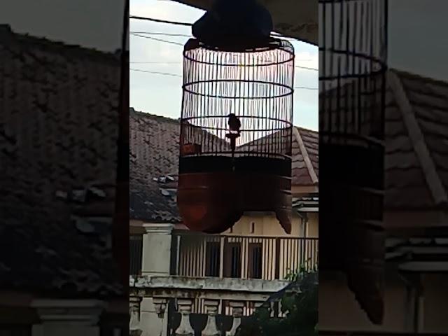 Manuk teras rumah