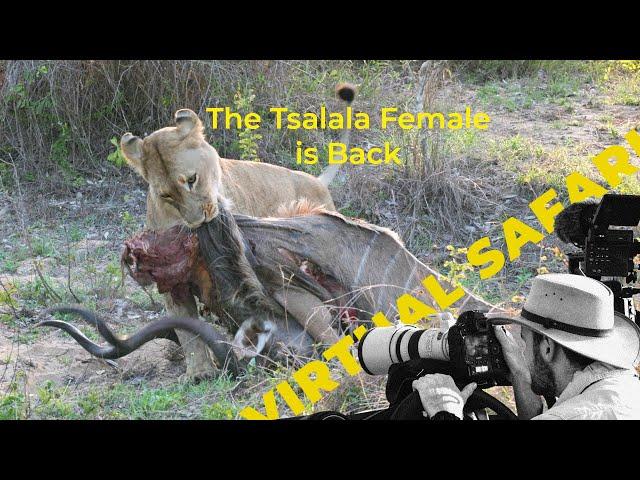 Male Lion Showdown, Leopard Cubs,  and a Legendary Lioness! TWIV #247