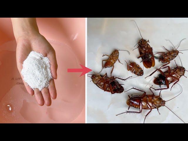 Get rid of cockroaches without using pesticides. Just sprinkle a handful in the water, Safe Safe