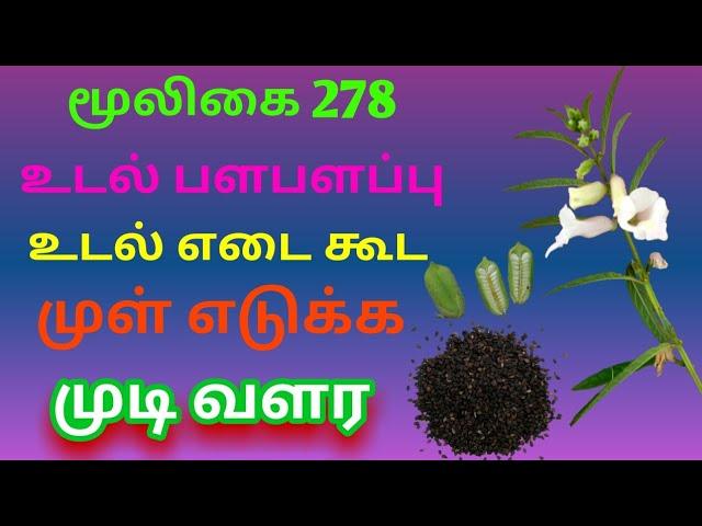 எள் செடி|எள்ளின் மருத்துவ பயன்கள்|sesamum indicum|Ellu|அலசல்|Alasal