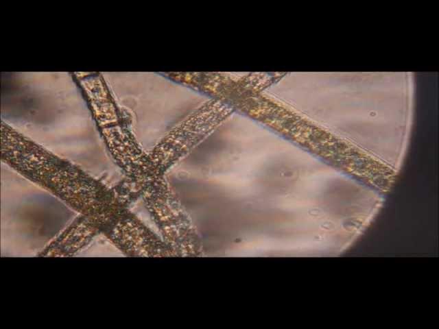 Through van Leeuwenhoek’s Eyes: Microbiology in a Nutshell