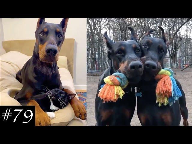 Funny and Cute Dobermans | Cuter Than Others!