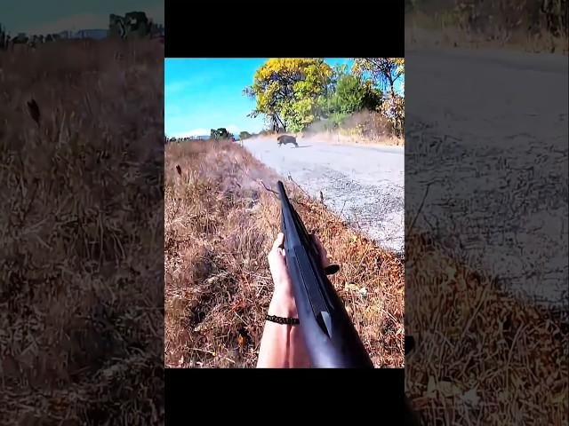 охота на кабана в 3 выстрела #cinghiale #hunting #охота #chasse #sanglier #wildboar
