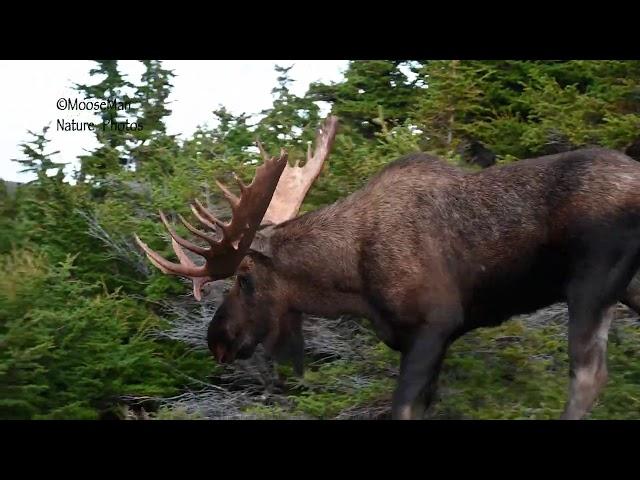 Moose Hunting with Cameras | MooseMan Video Photography Calendar