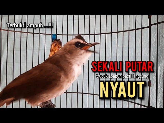 trucukan gacor TARUNG ROPEL PANJANG pancingan trucukan agar bunyi jadikan burung trucuk gacor NYAUT