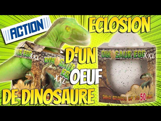 Oeuf de Dinosaure XXL à faire éclore de chez Action T-Rex 50 cm Super Héros et Compagnie Unboxing